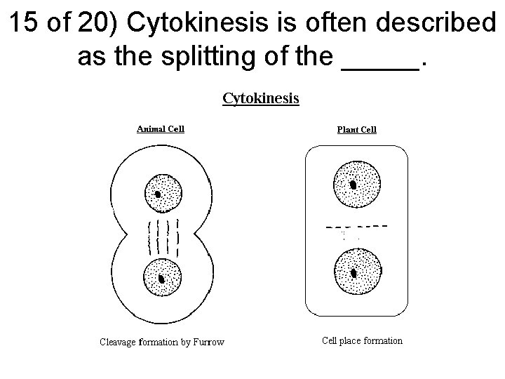 15 of 20) Cytokinesis is often described as the splitting of the _____. 