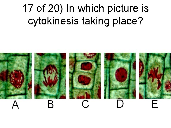 17 of 20) In which picture is cytokinesis taking place? 