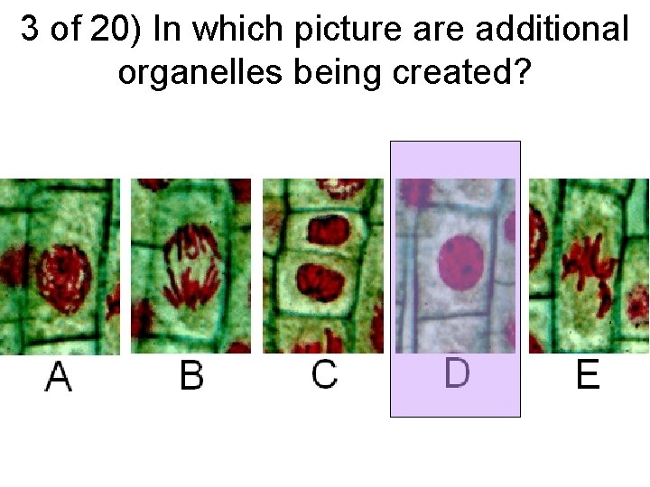 3 of 20) In which picture additional organelles being created? 