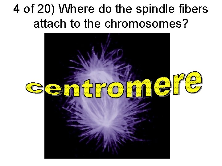 4 of 20) Where do the spindle fibers attach to the chromosomes? 