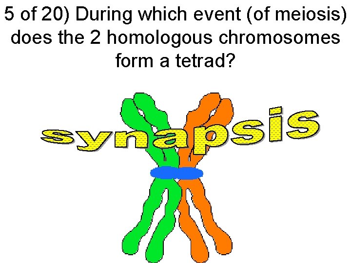 5 of 20) During which event (of meiosis) does the 2 homologous chromosomes form