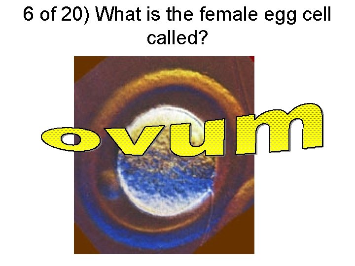 6 of 20) What is the female egg cell called? 