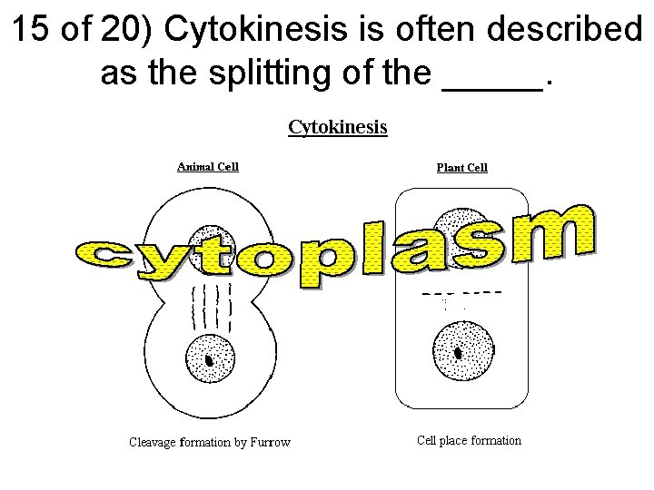 15 of 20) Cytokinesis is often described as the splitting of the _____. 