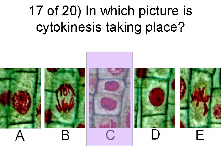 17 of 20) In which picture is cytokinesis taking place? 