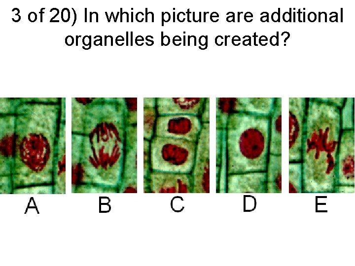 3 of 20) In which picture additional organelles being created? 