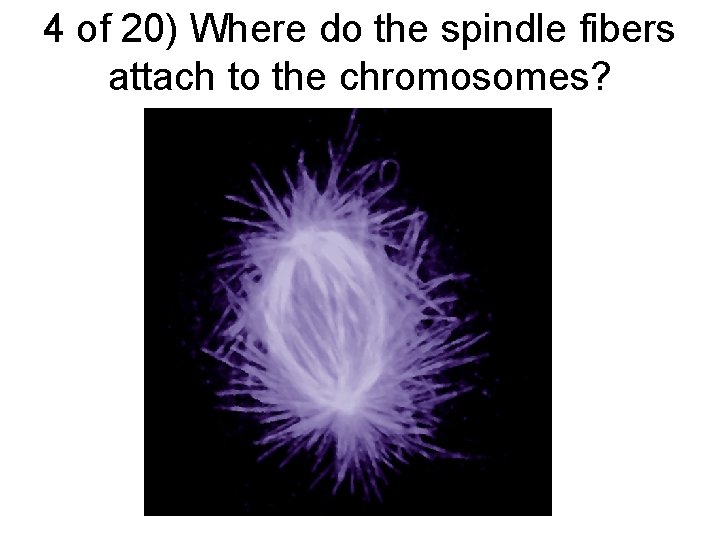 4 of 20) Where do the spindle fibers attach to the chromosomes? 