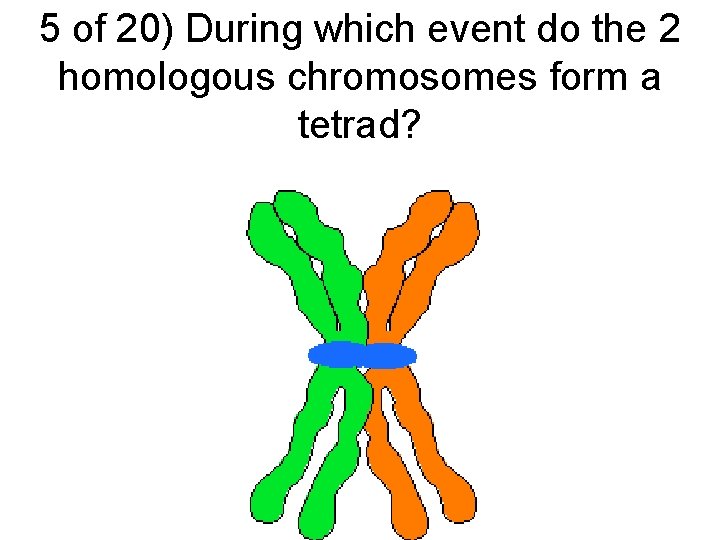 5 of 20) During which event do the 2 homologous chromosomes form a tetrad?