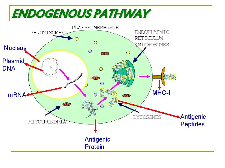ENDOGENOUS PATHWAY Nucleus Plasmid DNA MHC-I m. RNA Antigenic Peptides Antigenic Protein 