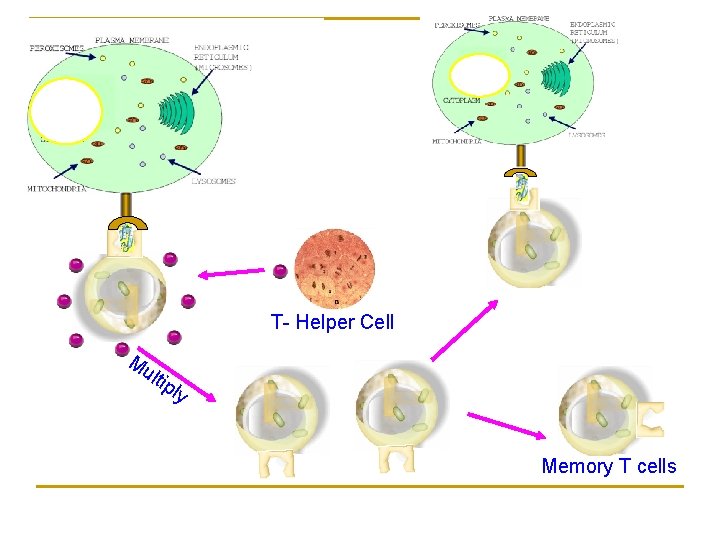 T- Helper Cell Mu ltip ly Memory T cells 