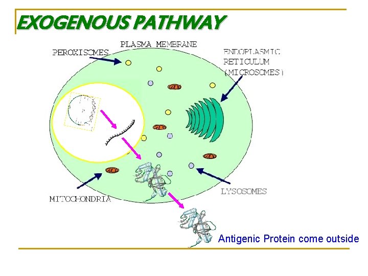 EXOGENOUS PATHWAY Antigenic Protein come outside 
