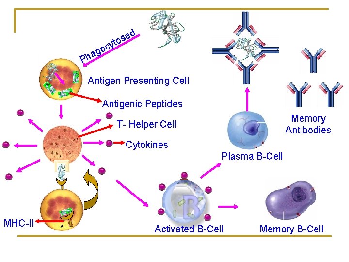 d se o t y oc g a Ph Antigen Presenting Cell Antigenic Peptides