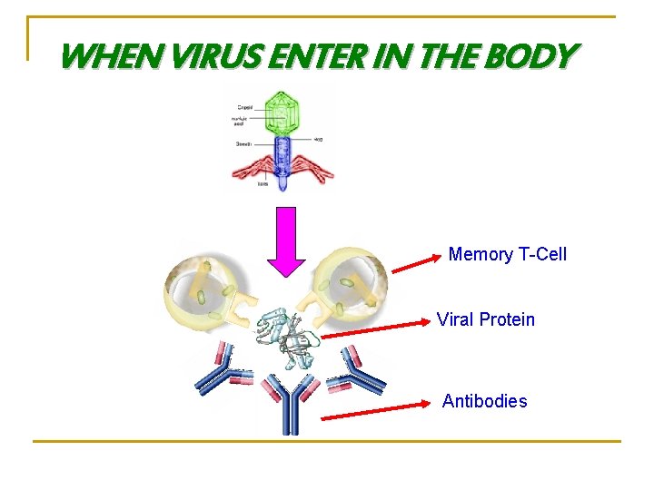 WHEN VIRUS ENTER IN THE BODY Memory T-Cell Viral Protein Antibodies 