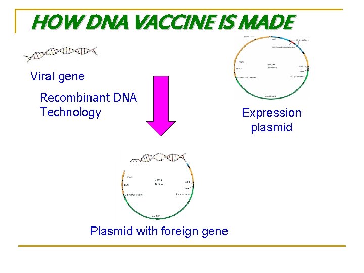 HOW DNA VACCINE IS MADE Viral gene Recombinant DNA Technology Plasmid with foreign gene