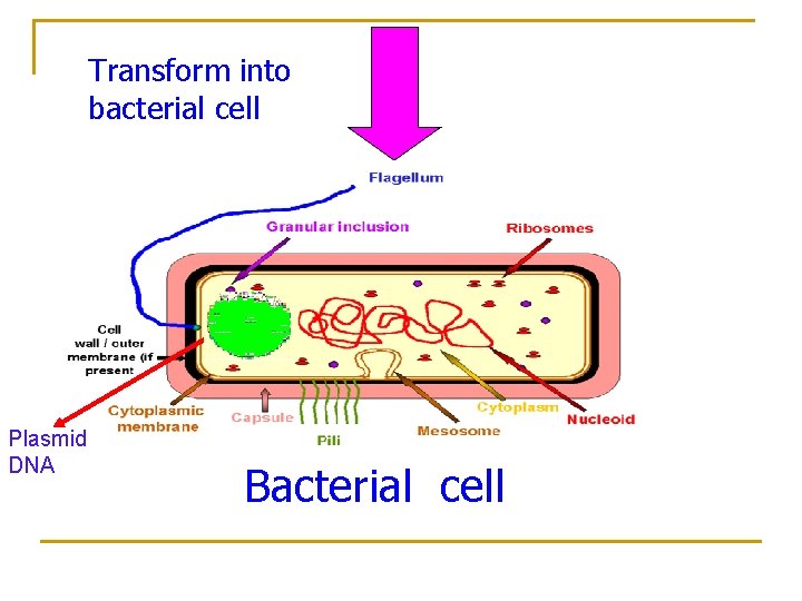 Transform into bacterial cell Plasmid DNA Bacterial cell 