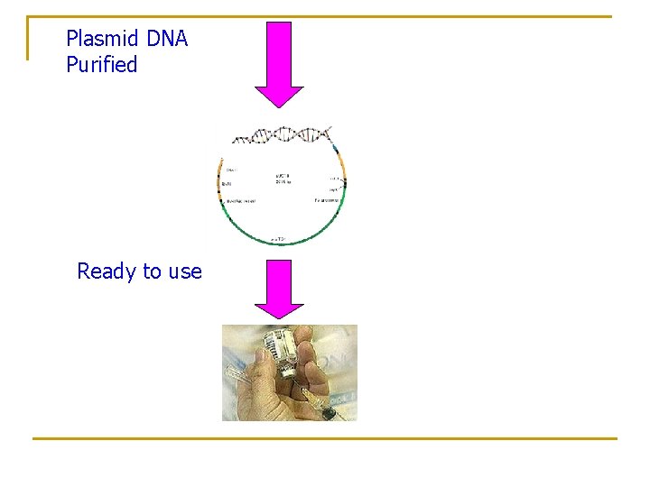 Plasmid DNA Purified Ready to use 