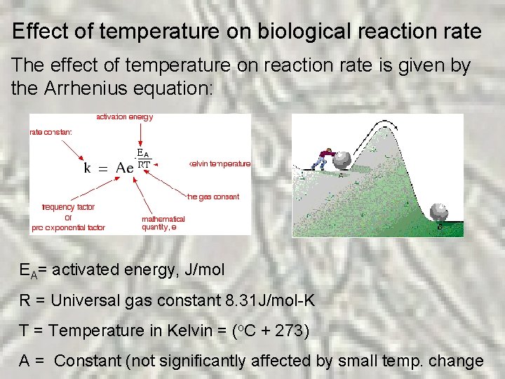 Effect of temperature on biological reaction rate The effect of temperature on reaction rate