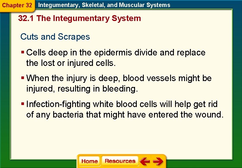 Chapter 32 Integumentary, Skeletal, and Muscular Systems 32. 1 The Integumentary System Cuts and