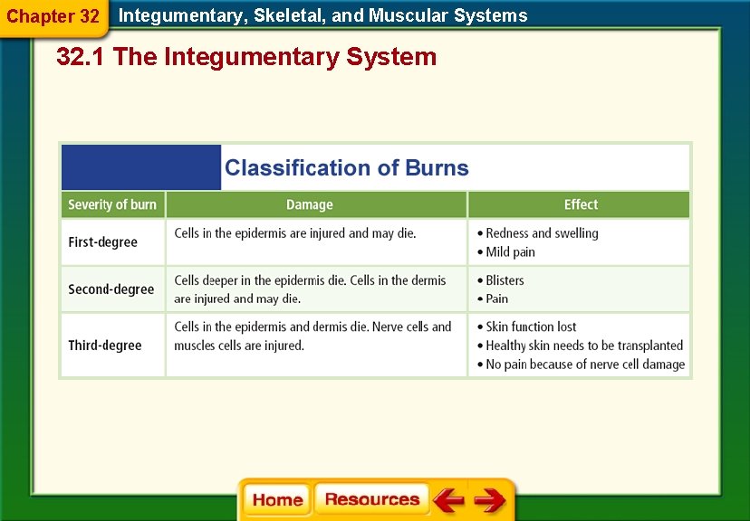 Chapter 32 Integumentary, Skeletal, and Muscular Systems 32. 1 The Integumentary System 