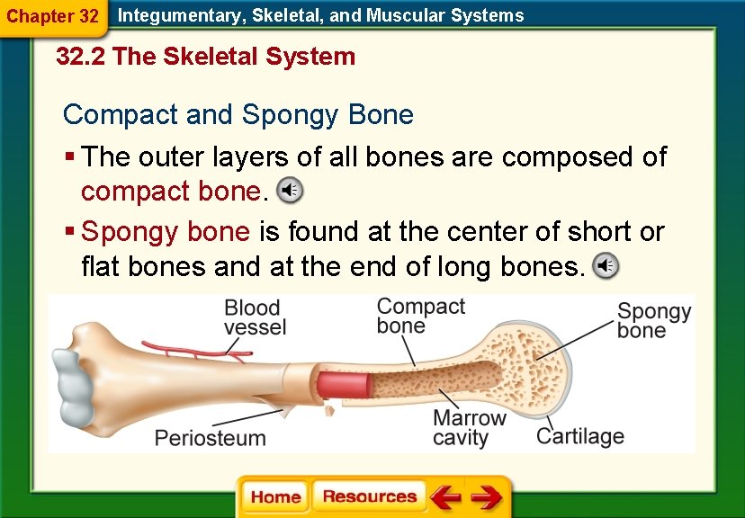 Chapter 32 Integumentary, Skeletal, and Muscular Systems 32. 2 The Skeletal System Compact and