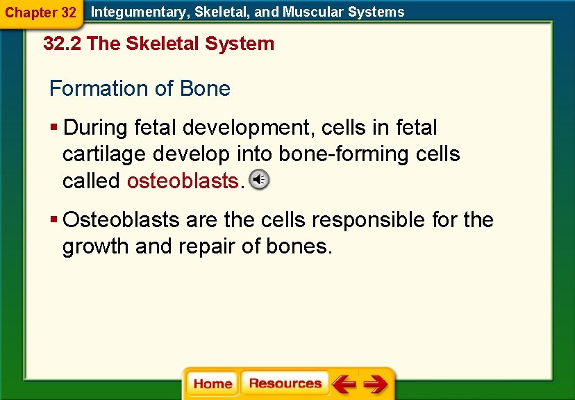 Chapter 32 Integumentary, Skeletal, and Muscular Systems 32. 2 The Skeletal System Formation of