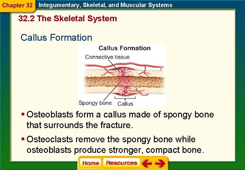 Chapter 32 Integumentary, Skeletal, and Muscular Systems 32. 2 The Skeletal System Callus Formation