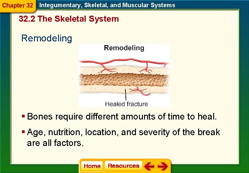 Chapter 32 Integumentary, Skeletal, and Muscular Systems 32. 2 The Skeletal System Remodeling §