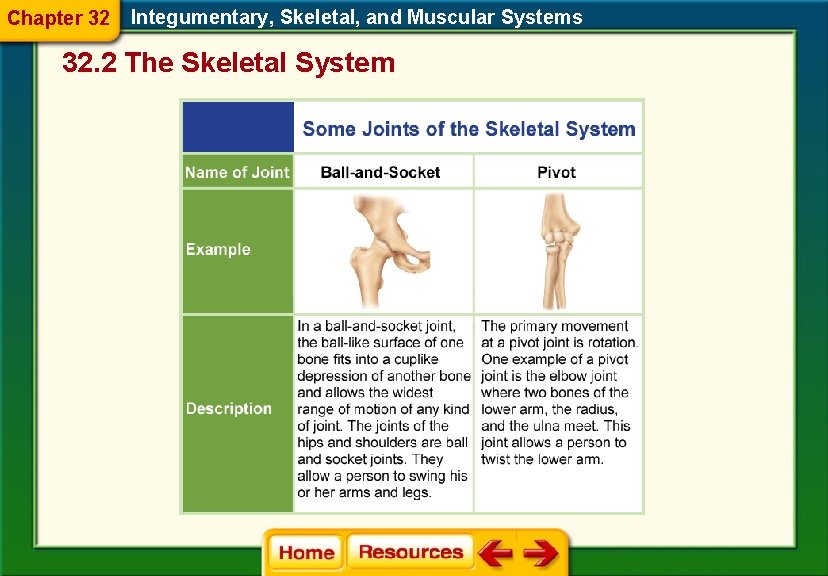 Chapter 32 Integumentary, Skeletal, and Muscular Systems 32. 2 The Skeletal System 