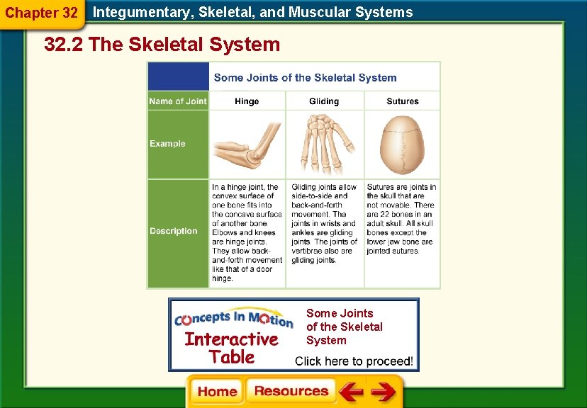 Chapter 32 Integumentary, Skeletal, and Muscular Systems 32. 2 The Skeletal System Some Joints