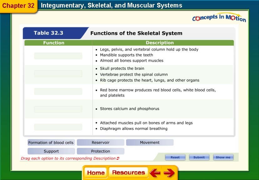 Chapter 32 Integumentary, Skeletal, and Muscular Systems 