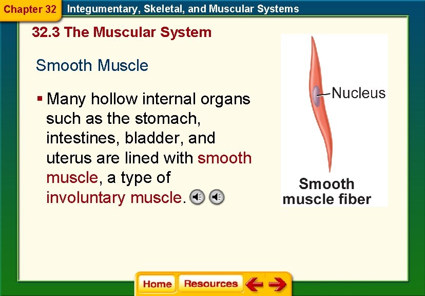 Chapter 32 Integumentary, Skeletal, and Muscular Systems 32. 3 The Muscular System Smooth Muscle