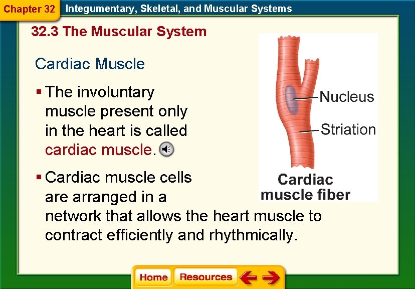 Chapter 32 Integumentary, Skeletal, and Muscular Systems 32. 3 The Muscular System Cardiac Muscle