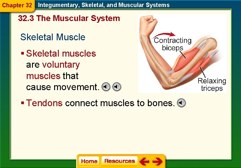 Chapter 32 Integumentary, Skeletal, and Muscular Systems 32. 3 The Muscular System Skeletal Muscle