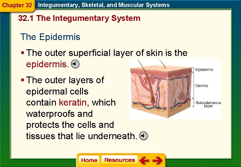 Chapter 32 Integumentary, Skeletal, and Muscular Systems 32. 1 The Integumentary System The Epidermis