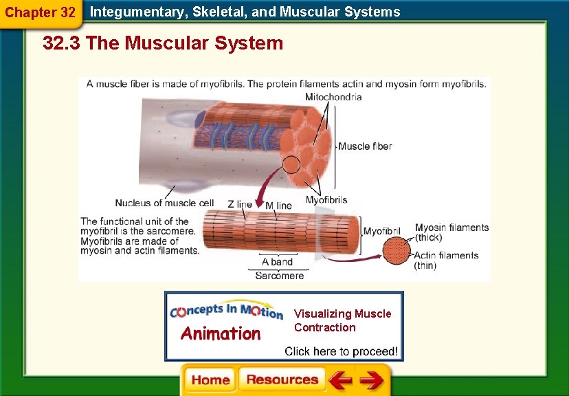 Chapter 32 Integumentary, Skeletal, and Muscular Systems 32. 3 The Muscular System Visualizing Muscle