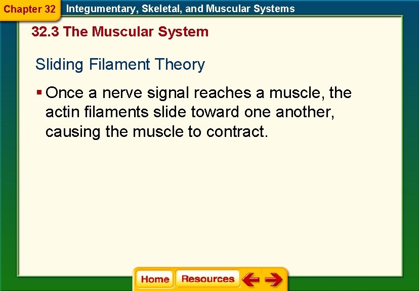 Chapter 32 Integumentary, Skeletal, and Muscular Systems 32. 3 The Muscular System Sliding Filament