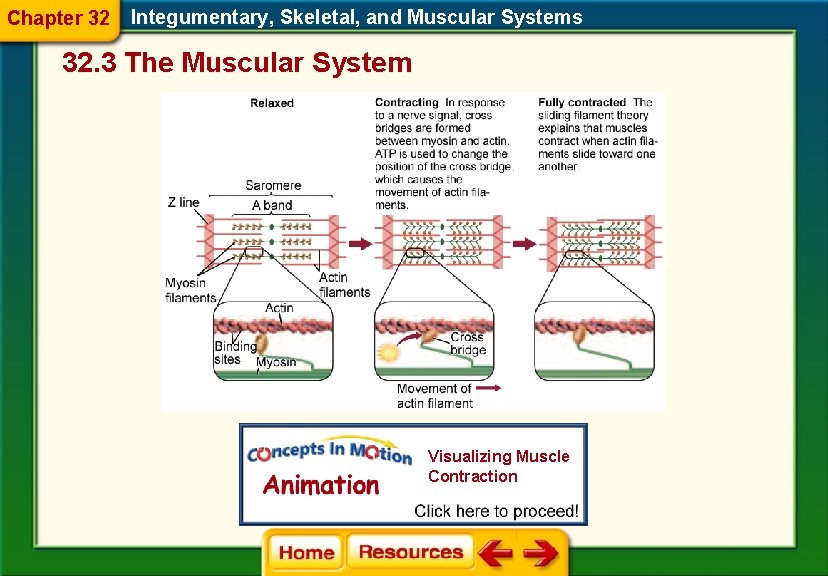 Chapter 32 Integumentary, Skeletal, and Muscular Systems 32. 3 The Muscular System Visualizing Muscle