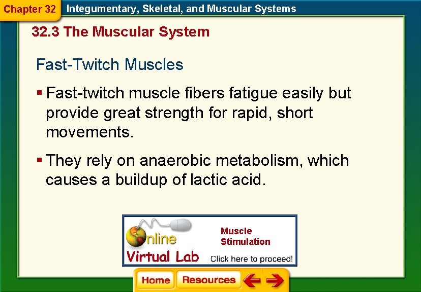 Chapter 32 Integumentary, Skeletal, and Muscular Systems 32. 3 The Muscular System Fast-Twitch Muscles