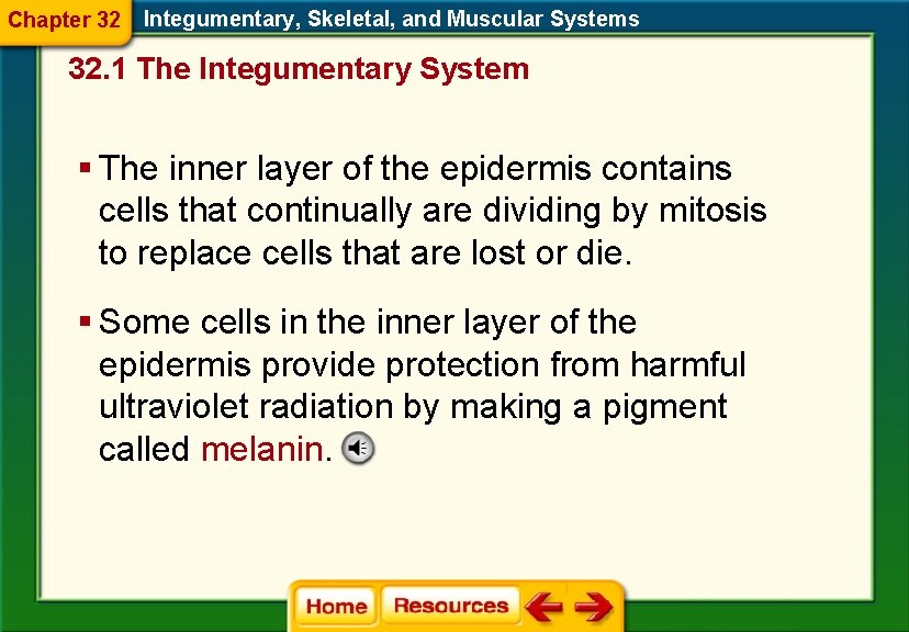 Chapter 32 Integumentary, Skeletal, and Muscular Systems 32. 1 The Integumentary System § The