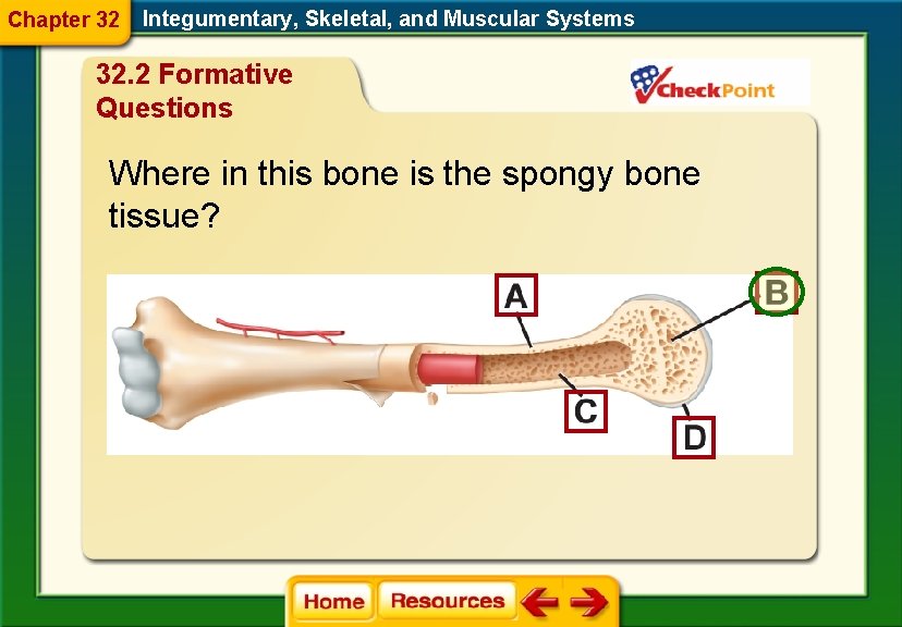 Chapter 32 Integumentary, Skeletal, and Muscular Systems 32. 2 Formative Questions Where in this