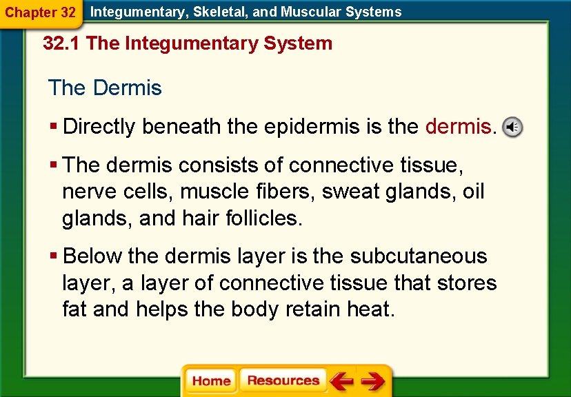 Chapter 32 Integumentary, Skeletal, and Muscular Systems 32. 1 The Integumentary System The Dermis