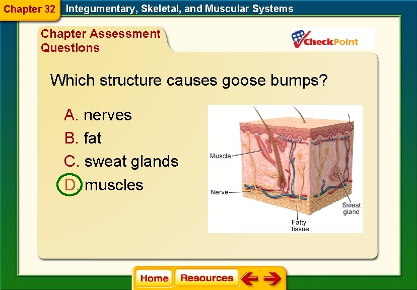 Chapter 32 Integumentary, Skeletal, and Muscular Systems Chapter Assessment Questions Which structure causes goose