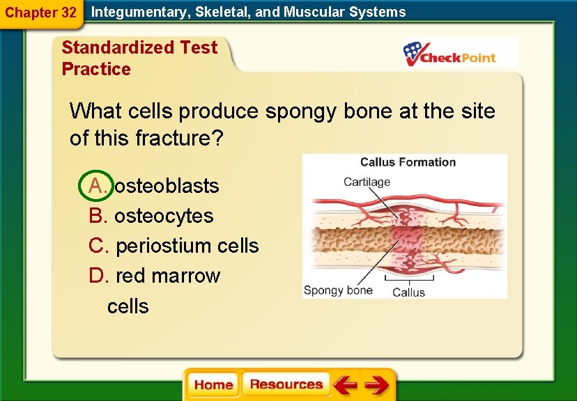 Chapter 32 Integumentary, Skeletal, and Muscular Systems Standardized Test Practice What cells produce spongy