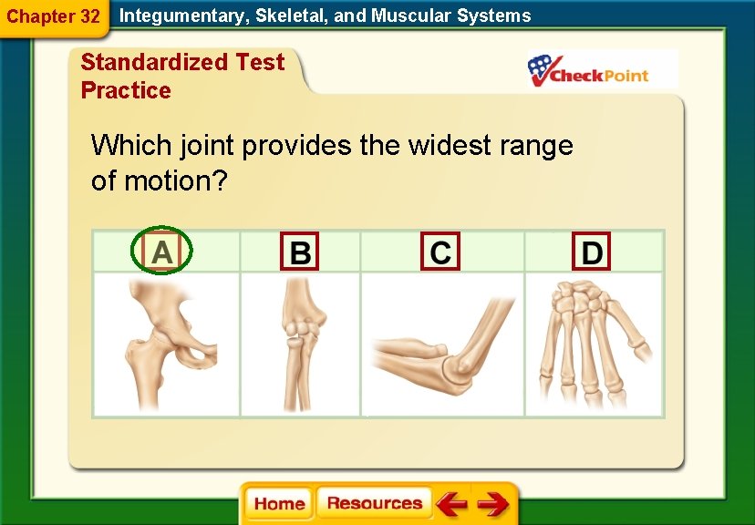 Chapter 32 Integumentary, Skeletal, and Muscular Systems Standardized Test Practice Which joint provides the