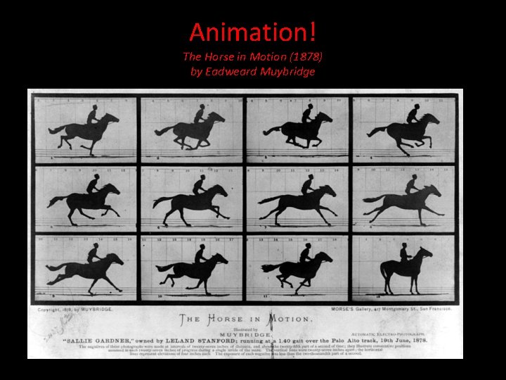 Animation! The Horse in Motion (1878) by Eadweard Muybridge 