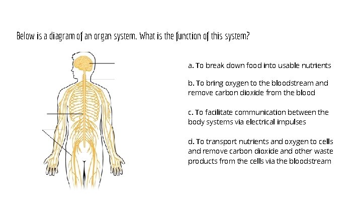 Below is a diagram of an organ system. What is the function of this