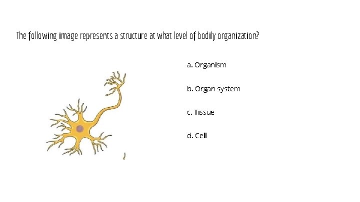 The following image represents a structure at what level of bodily organization? a. Organism