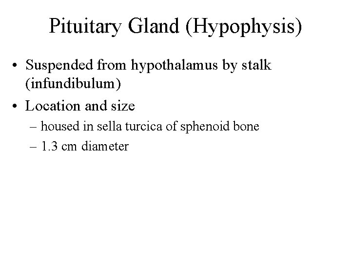 Pituitary Gland (Hypophysis) • Suspended from hypothalamus by stalk (infundibulum) • Location and size