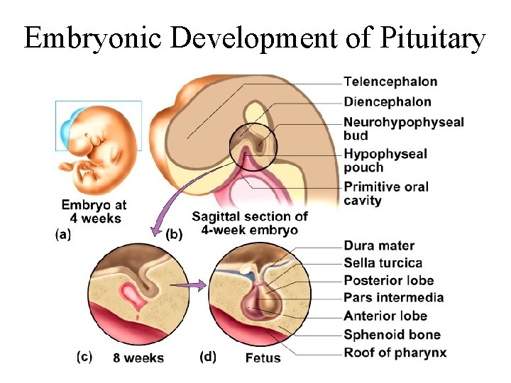 Embryonic Development of Pituitary 