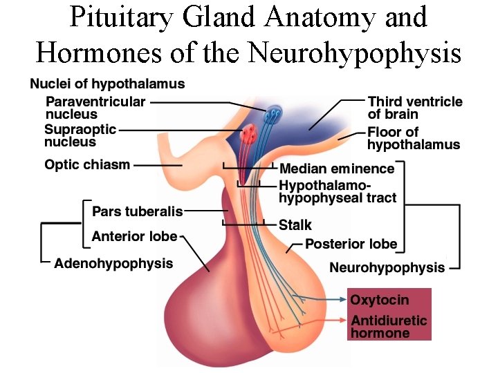 Pituitary Gland Anatomy and Hormones of the Neurohypophysis 