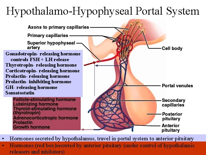 Hypothalamo-Hypophyseal Portal System Gonadotropin- releasing hormone controls FSH + LH release Thyrotropin- releasing hormone